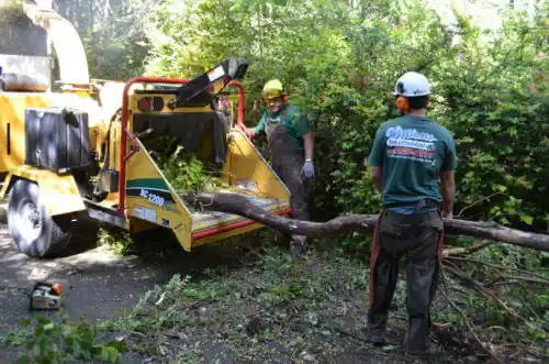 tree services Lost Nation